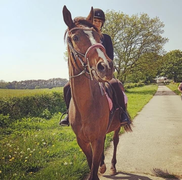 453957108_480594158064158_4627054026205141335_n Rider on a brown horse with a pink bridle and saddle pad on a countryside lane
