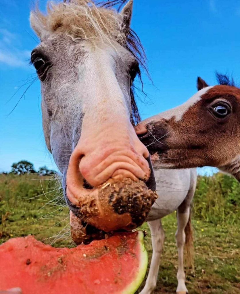 HAPPY HORSES