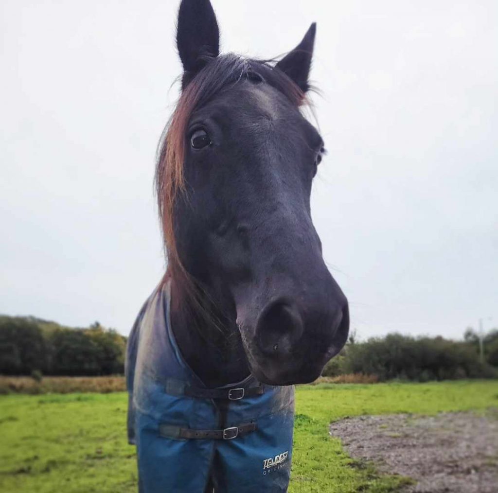 HAPPY HORSES