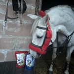 Equine Products