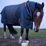 Horse in turnout rug standing beside Protek Turmeric Root supplement bag in field