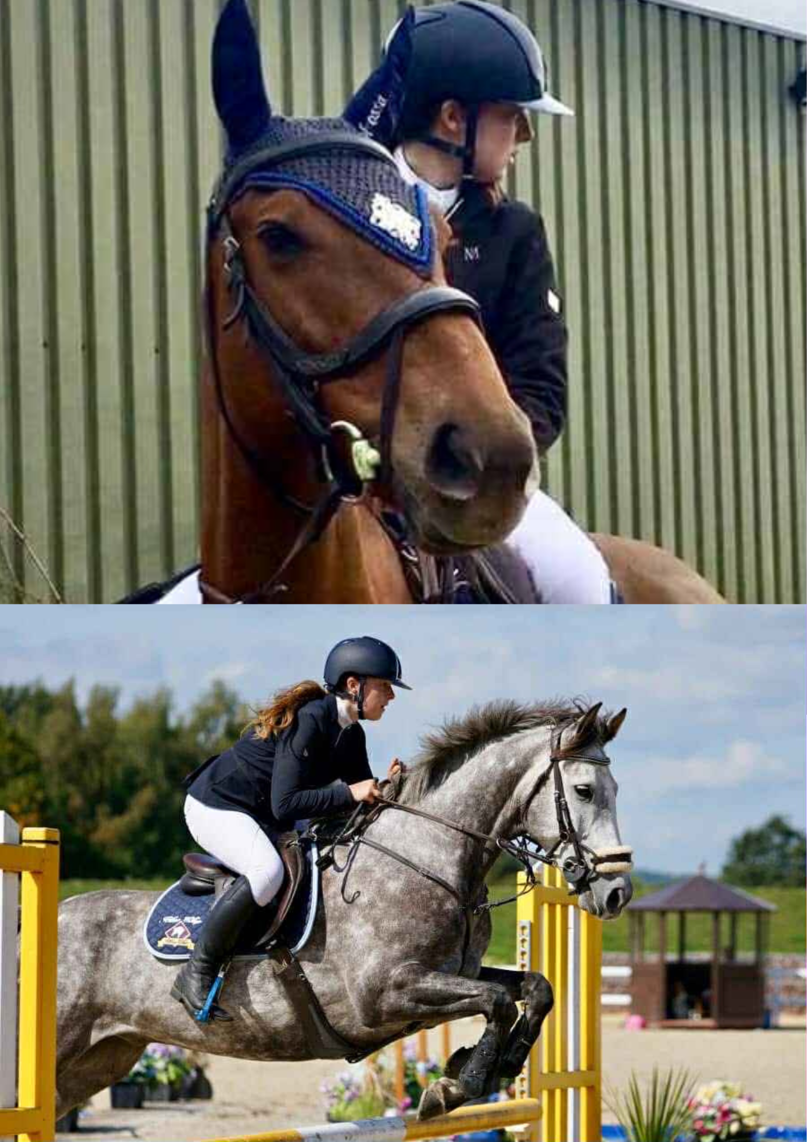 Equestrian rider and horse preparing and competing in showjumping