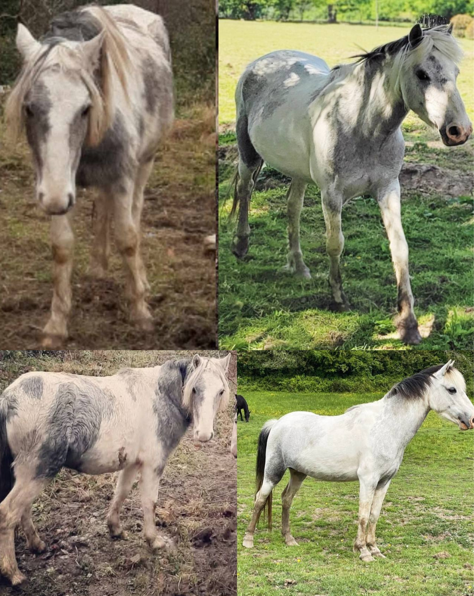 Grey pony before and after grooming and recovery