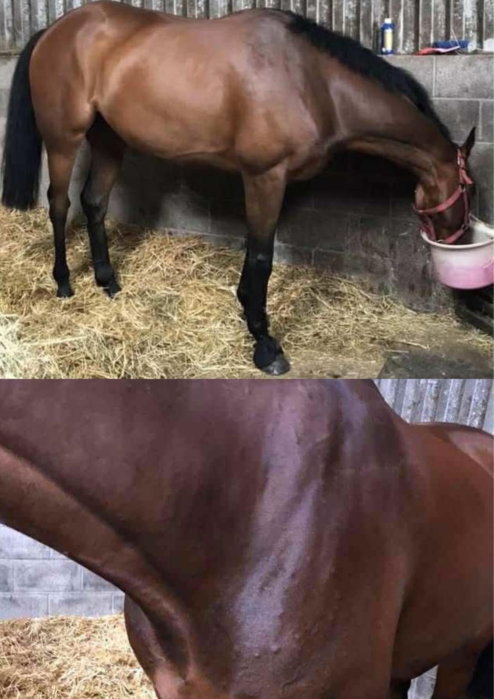 Bay horse eating from feed bucket in stable