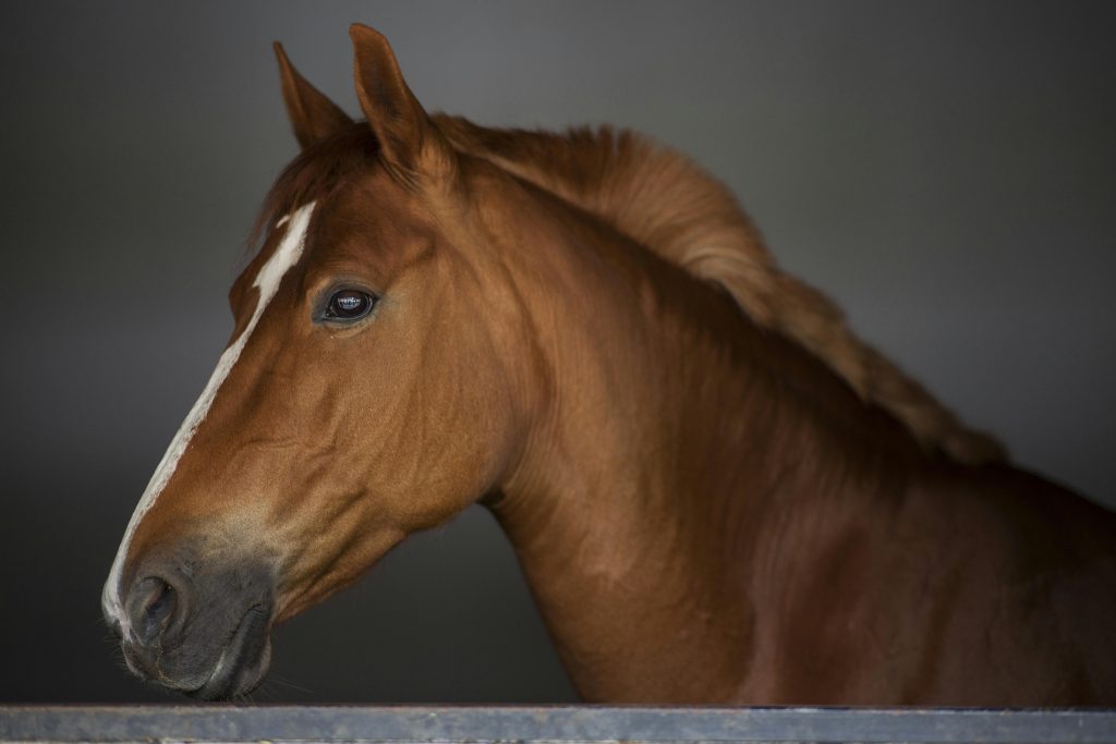 Digestive & Gut Supplement For Horses
