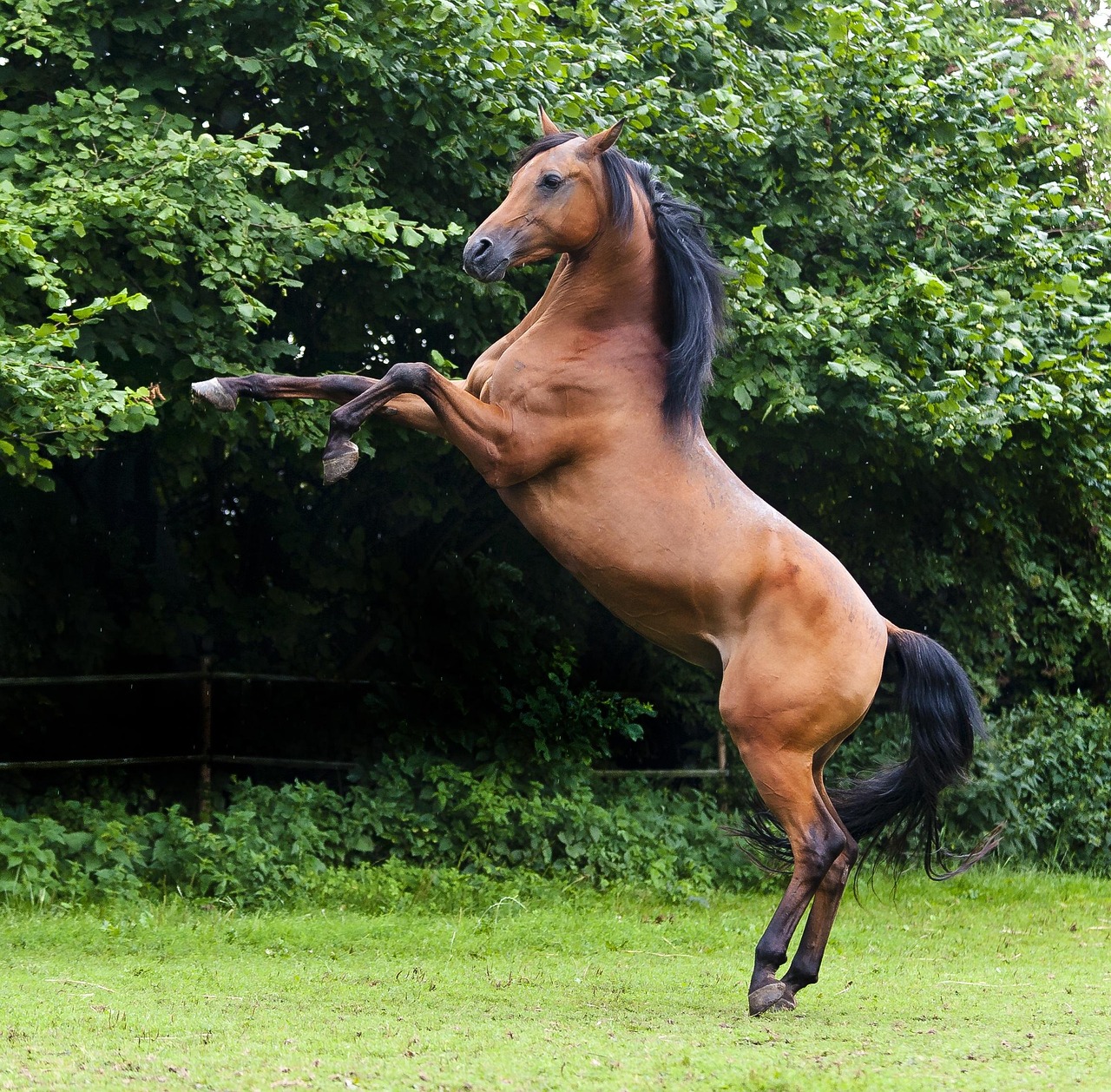 bay horse rearing up on hind legs in green field with trees in background