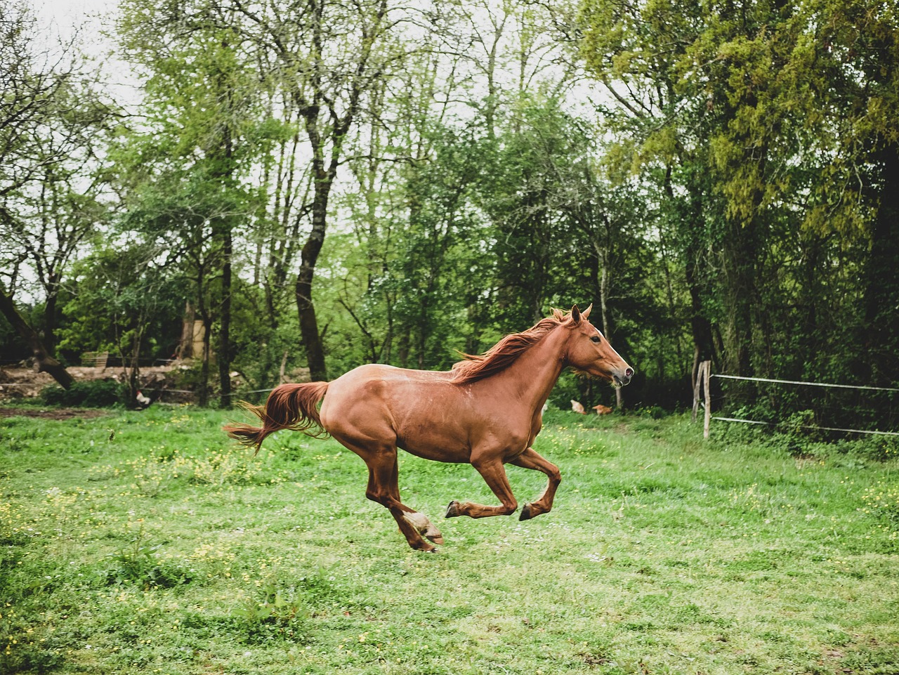 Bay horse with white blaze trotting in golden sunlight