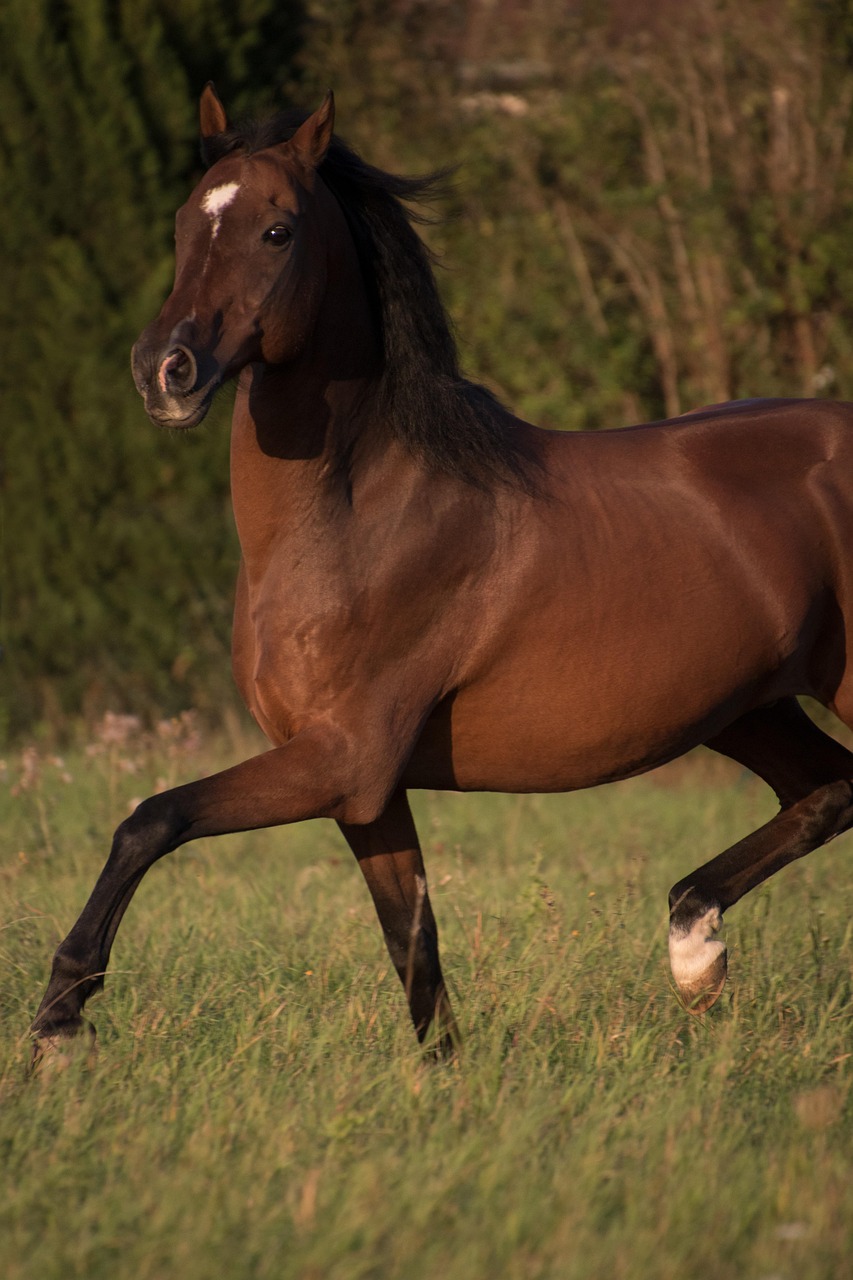 Chestnut horse galloping in green grassy field