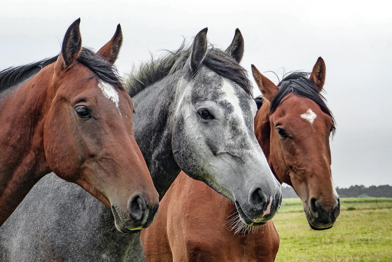 Three horses standing together in field