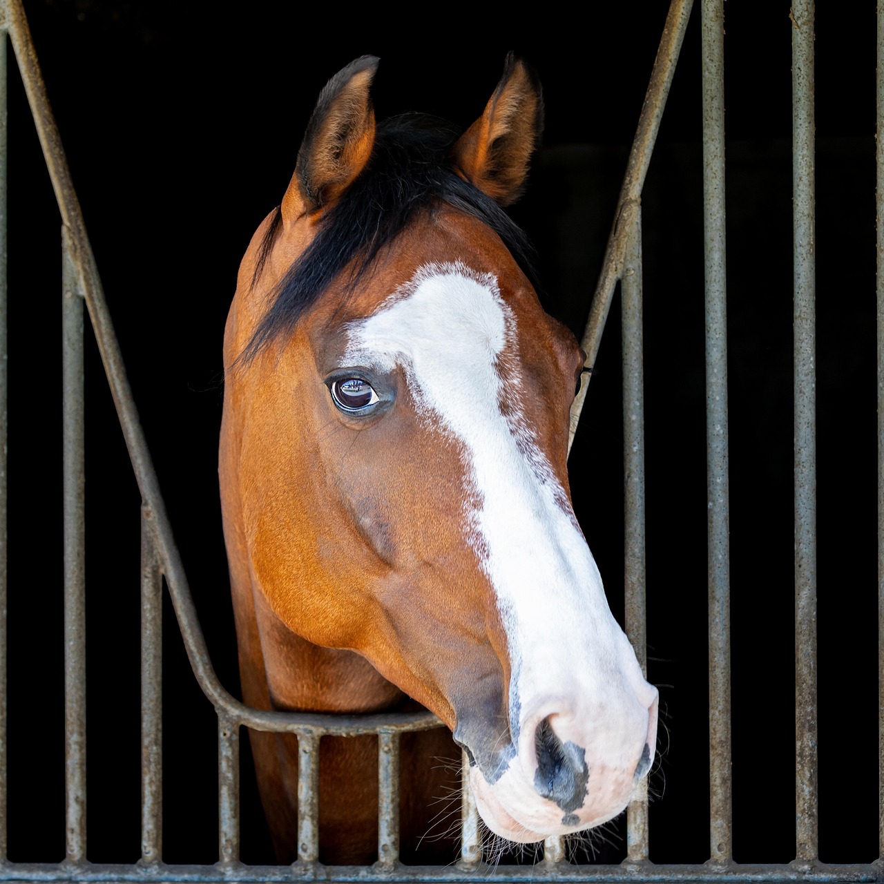 Chestnut horse with white blaze standing in stable doorway