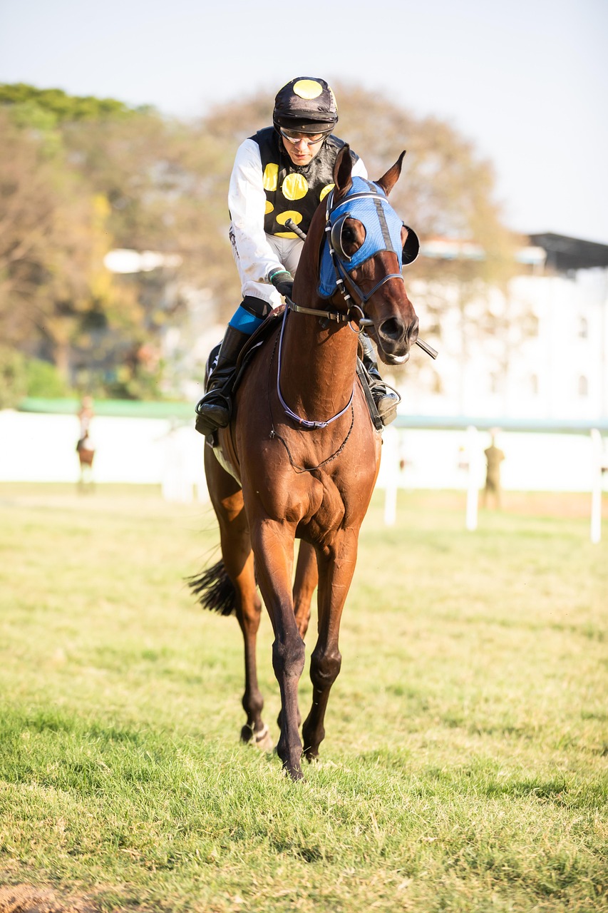 Racehorse with jockey walking on grass at racecourse