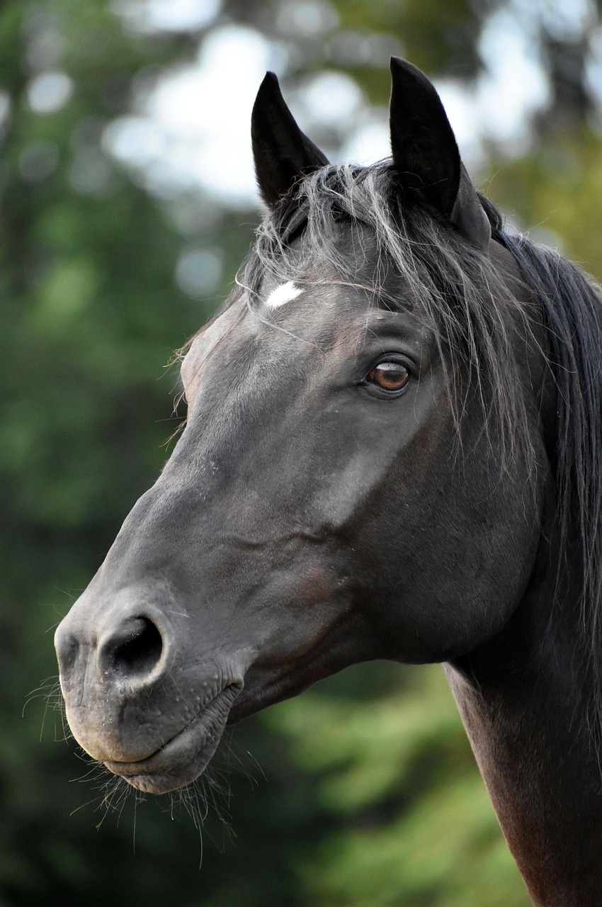 Close-up portrait of a black horse with a white forehead marking against a blurred green background.