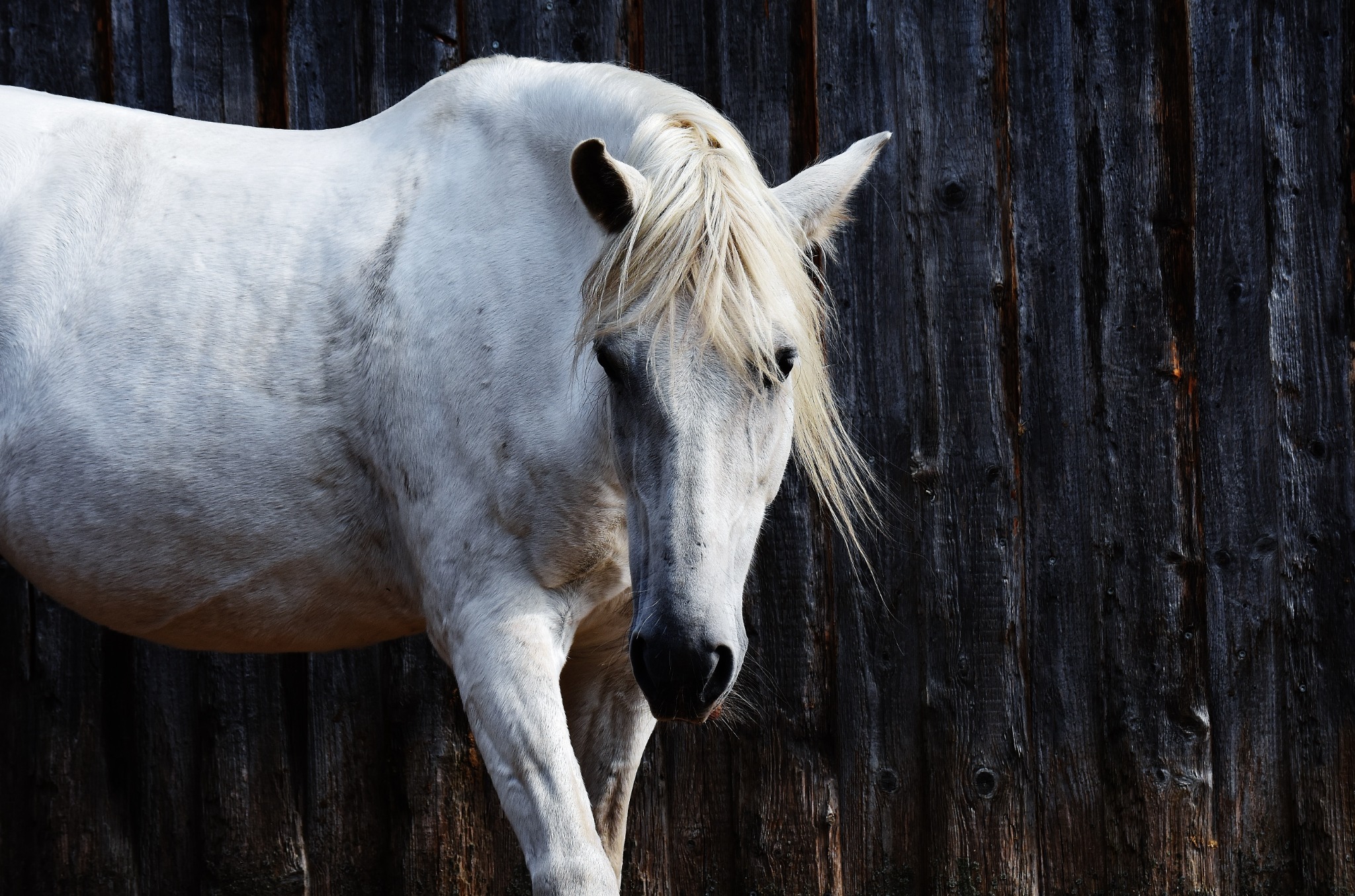 White horse standing beside a wooden fence