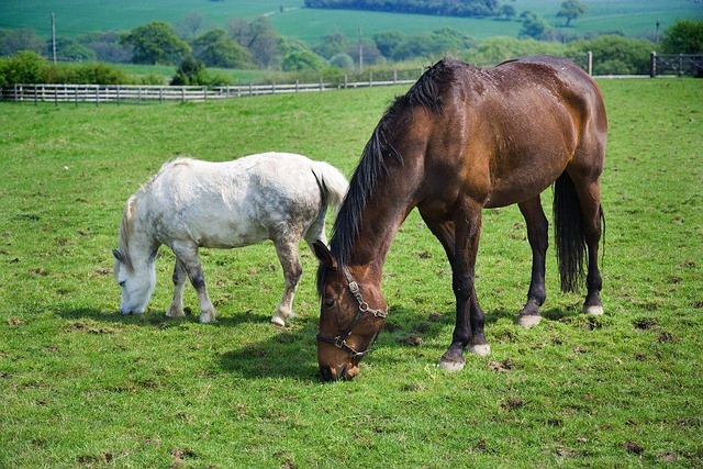 Brown and white horses grazing in green countryside field