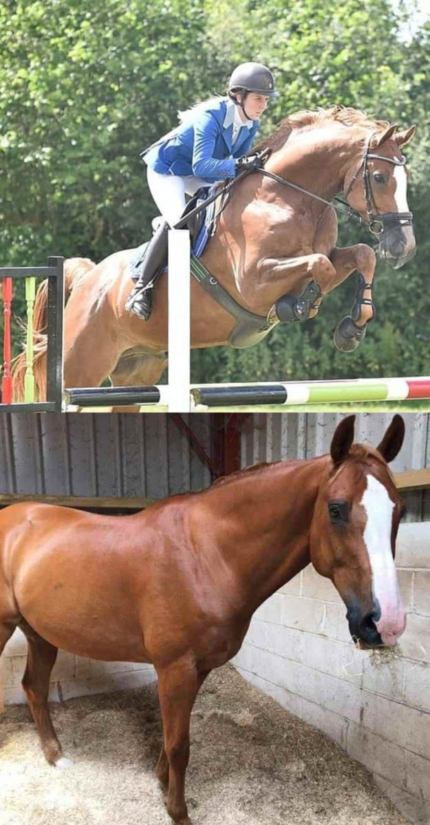 Untitled design (4) Chestnut horse mid-jump and standing in stable