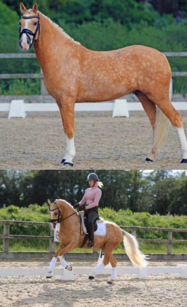 Untitled design (6) Palomino horse standing and being ridden in dressage arena