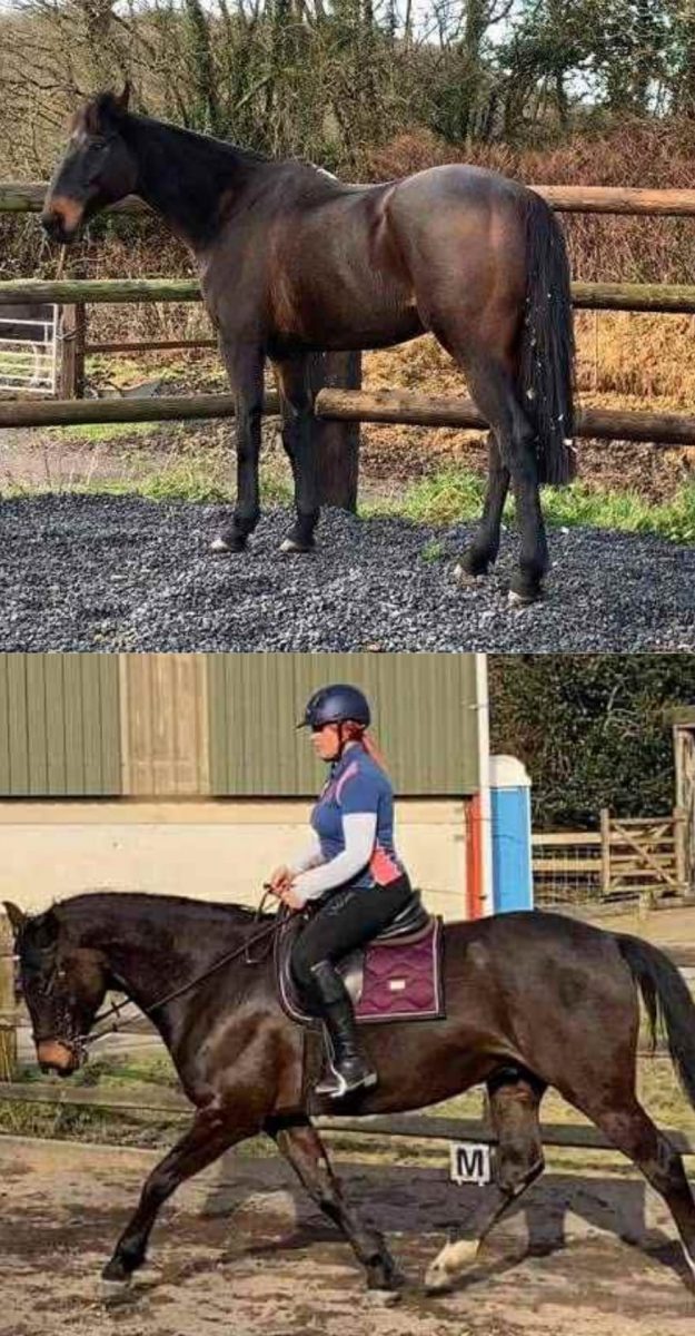 WhatsApp Image 2025-06-07 at 14.25.29_31e93572 Black horse standing and being ridden in arena